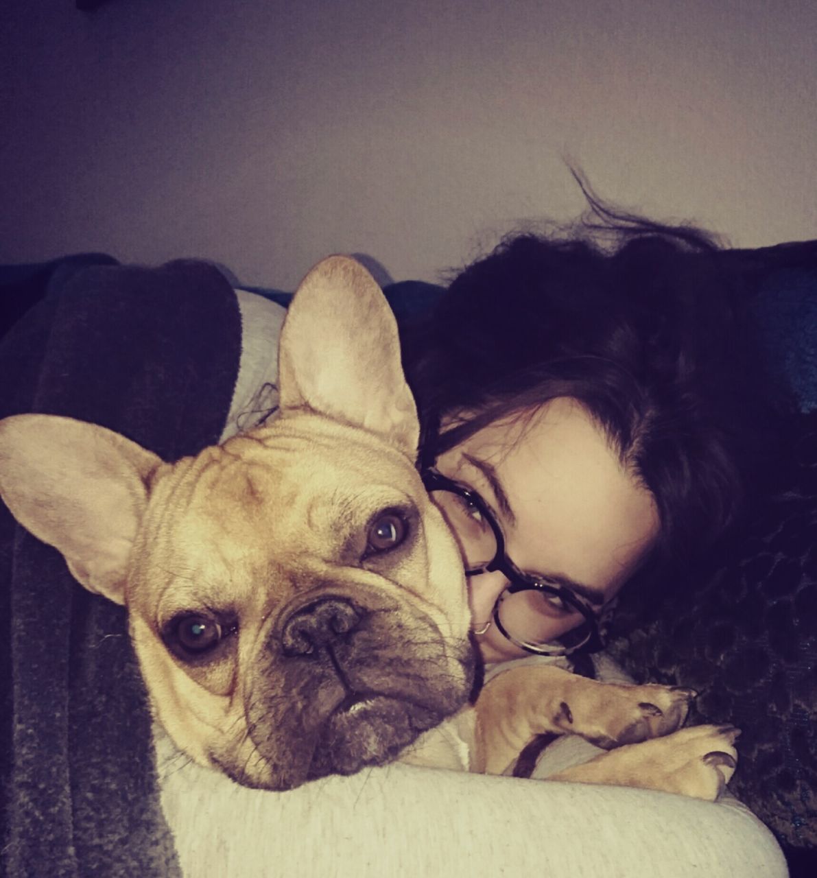 pets, dog, domestic animals, animal themes, mammal, one animal, relaxation, close-up, portrait, indoors, no people, boston terrier, day