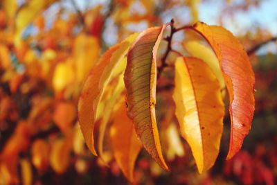 Close-up of yellow flowering plant during autumn