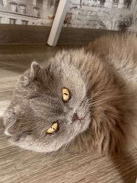 High angle view of cat relaxing on floor