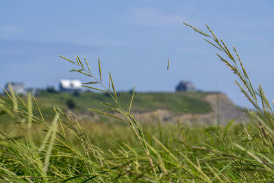 Close-up of stalks in field against sky