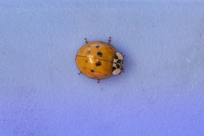 High angle view of ladybug on leaf