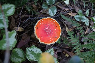 Close-up of fly agaric mushroom