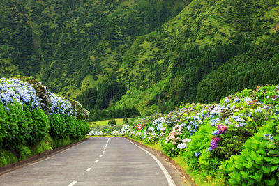 Road amidst plants and trees in forest