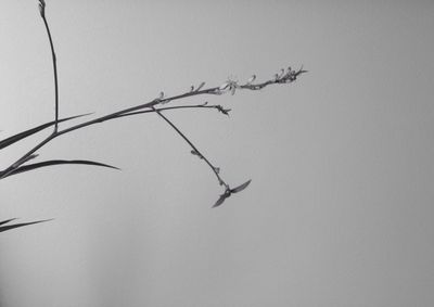 Low angle view of trees