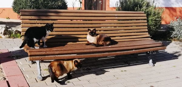 Dogs relaxing in yard