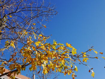 Low angle view of tree against clear blue sky