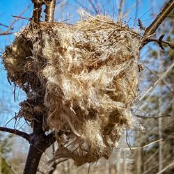 Close-up of dry plant