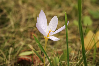 Close-up of white crocus flower on field
