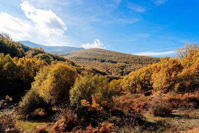 Plants growing on land against sky during autumn