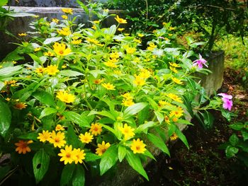 Yellow flowers blooming on plant