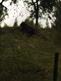 Close-up of tree trunk by lake in forest
