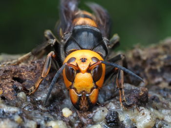 Northern giant hornet, vespa mandarinia, asian giant hornet, japanese giant hornet, murder hornet
