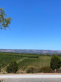 Scenic view of agricultural field against clear blue sky