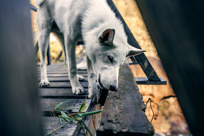 Close-up of a dog