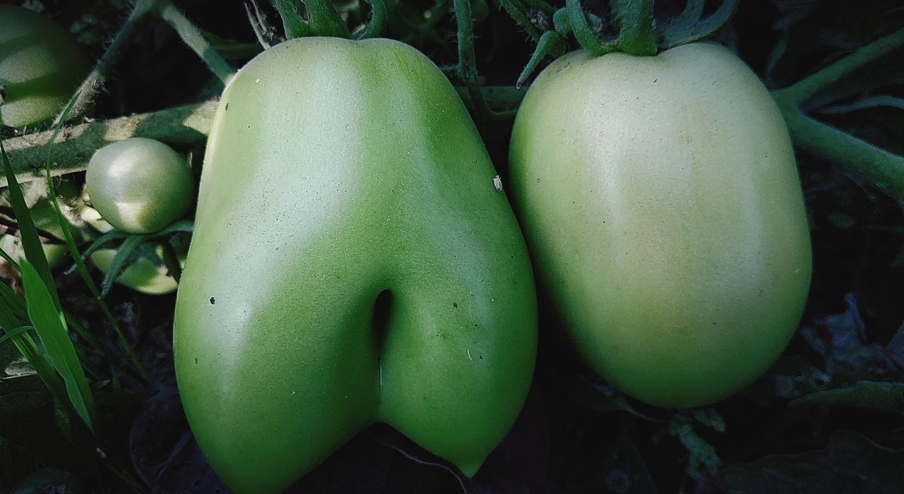 CLOSE-UP OF FRESH GREEN FRUITS