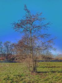 Tree on field against clear blue sky