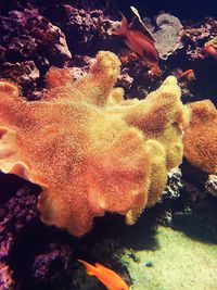 Close-up of coral in sea