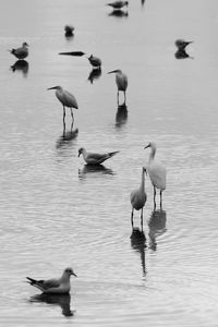 High angle view of seagulls and egrets in lake