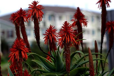 Close-up of red flowering plants