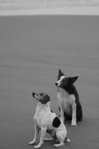 Close-up of dog sitting on floor