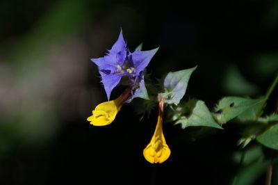 Close-up of flower blooming outdoors