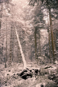 View of a forest