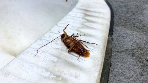 High angle view of insect on wall