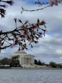 Low angle view of flower tree against sky