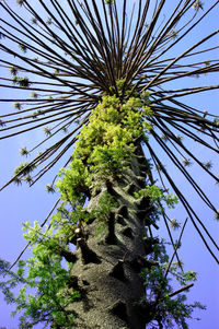 Low angle view of fresh plants against clear sky