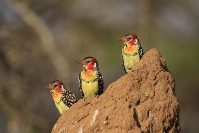 Close-up of bird perching on branch
