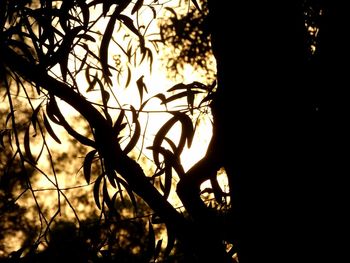 Close-up of silhouette tree against sky at sunset