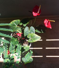 Close-up of red flowers