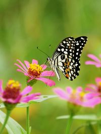 Close-up of butterfly pollinating on flower