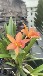 plant