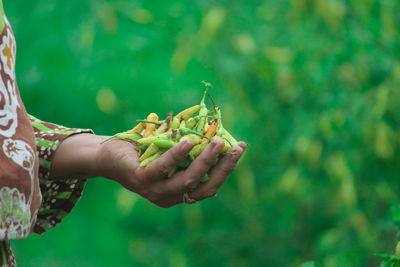 Close-up of woman holding leaf