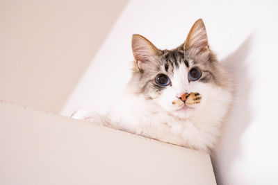 Low angle portrait of cat on shelf against white wall