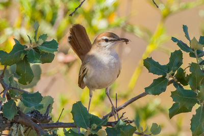 Close-up of bird perching on plant