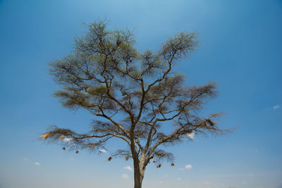 Low angle view of tree against clear blue sky