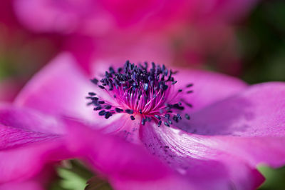 Macro shot of pink flowering plant