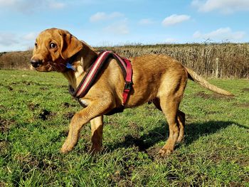 Dog standing on field against sky