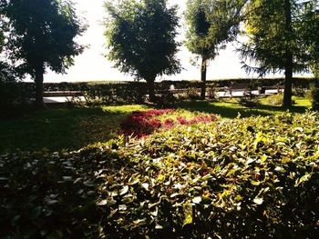 Flowers growing by lake against trees