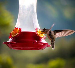 Close-up of red bird flying