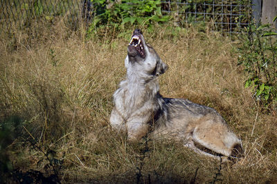 View of dog on field