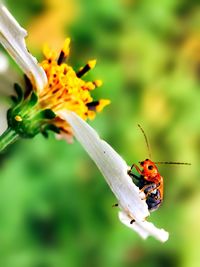 Close-up of insect on flower