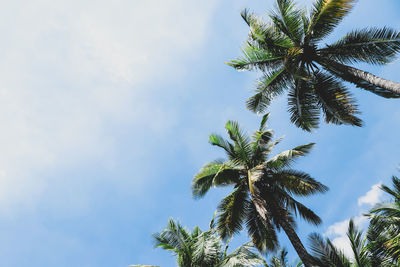 Low angle view of coconut palm tree against sky