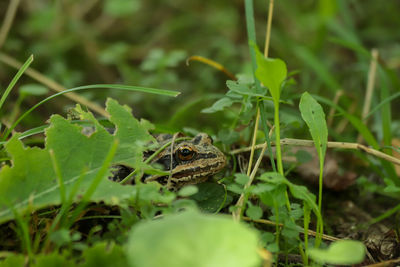 Close-up of frog on plant