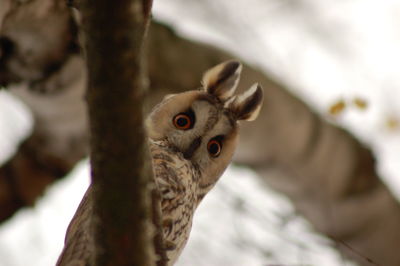 Close-up portrait of owl perching on branch