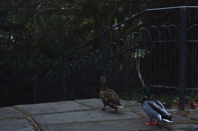 Side view of a bird on railing