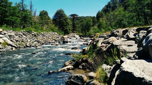 River flowing through forest