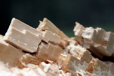 Close-up of fallen tree